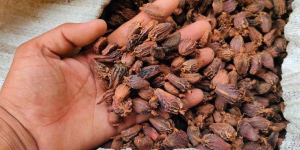 मेची भन्सारबाट अलैँची निर्यातमा उल्लेख्य वृद्धि, चिया र अम्रिसोको व्यापार भने ओरालो