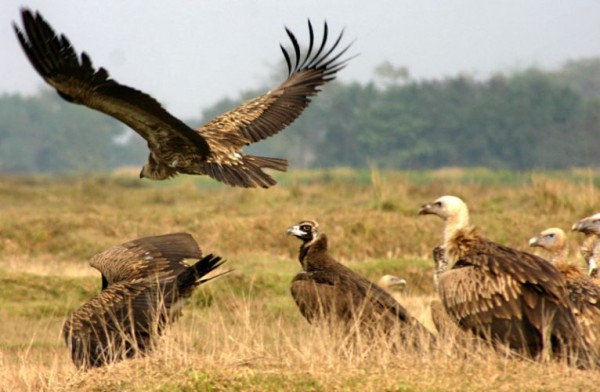 तनहुँमा २७ वन्यजन्तुको उद्धार