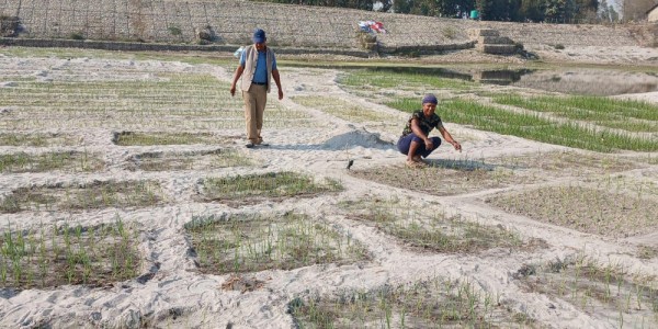 कर्णाली नदीको बगरमा प्याज खेती गर्दै किसान