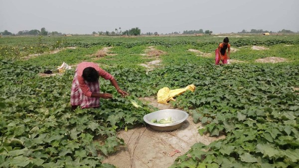 गेग्य्रान बगरलाई किसानले बनाए ‘सुन फल्ने’ जमिन