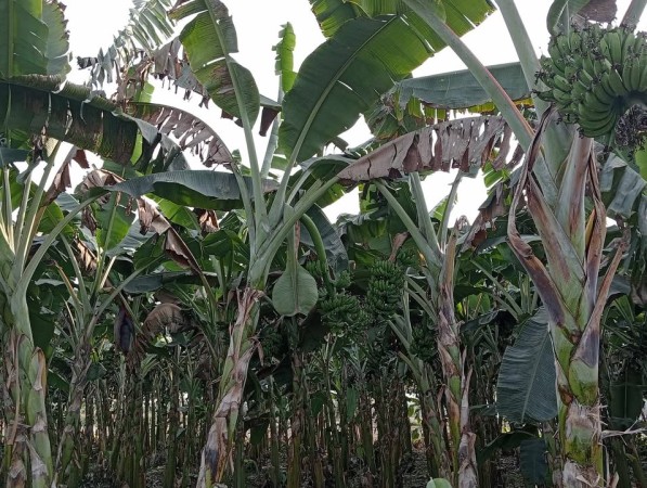 झापामा व्यावसायिक केराखेतीः एक सिजनमा तीन लाख आम्दानी
