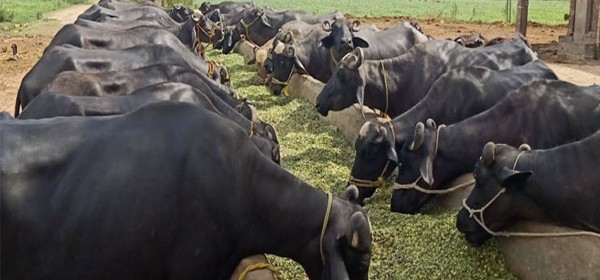 दुई पाडीबाट थालेको भैँसीपालन व्यावसायिक रूप लिदै