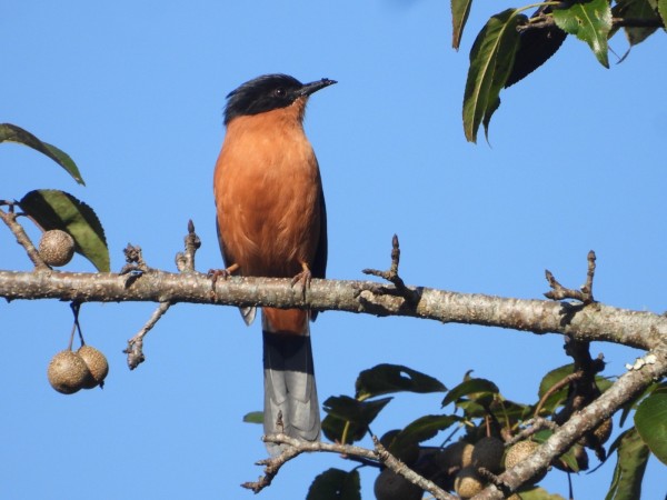 गुल्मीमा नयाँ  ३० प्रजातिको चरा फेलासगै चराको संख्या ३५५ पुग्यो