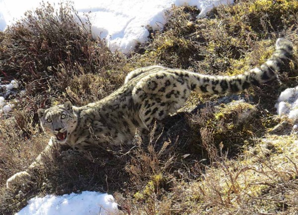 विश्व हिउँचितुवा दिवस : बासस्थान ह्रास र आहारा प्रजाति कमीको चुनौती