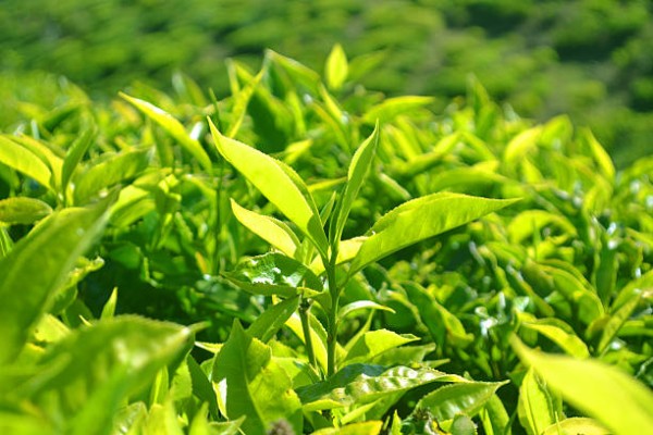 बाग्लुङमा रेशमा चियाको व्यावसायिक उत्पादन सुरु