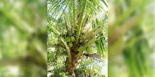 झापामा नरिवलको व्यावसायिक खेती सुरु