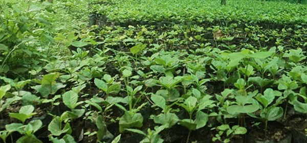 कफीको बिरुवाको माग बढ्दो