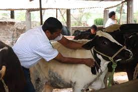 मकवानपुरमा फैलिएको खोरेत रोग नियन्त्रणमा