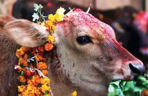 कार्तिक शुक्ल प्रतिपदाः आज गोरु, गोवर्द्धन र हलि पूजा