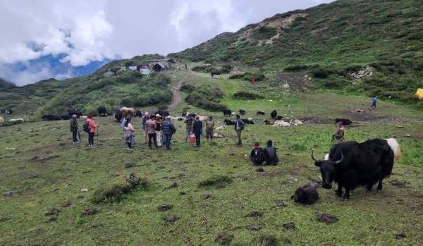 हिमपातपछि मुस्ताङका याक चौँरी बेँसीमा स्थान्तरण