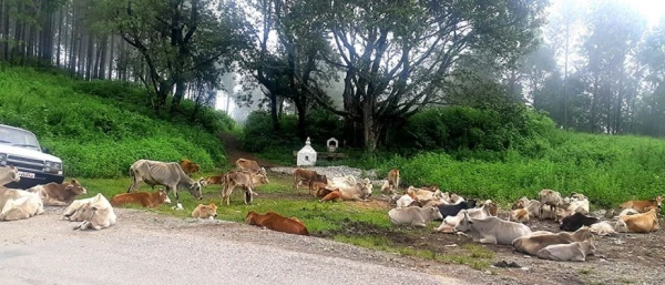 पशुपालनमा रमाइरहेका सापकोटा