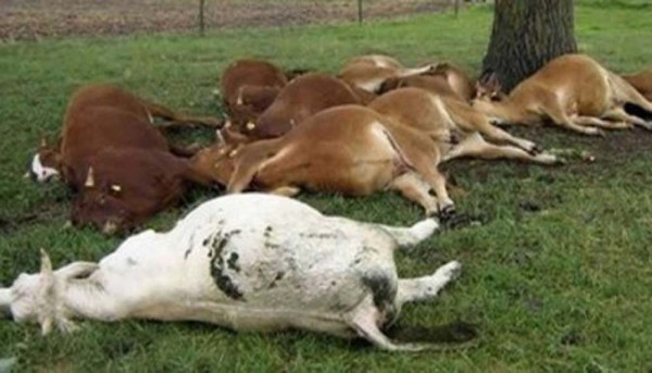 गौशालामा २५ वटा गाई र बाच्छाबाच्छी मृत भेटिए