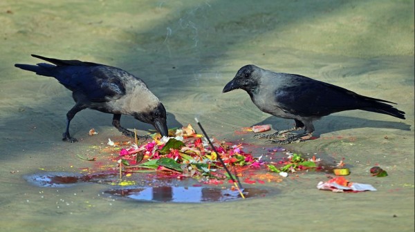 कार्तिक कृष्ण त्रयोदशी : आज कागतिहार
