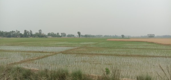 पानी परेपछि सुनसरीका किसान खुसी