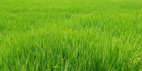 अब रोपाइँ पनि ठेक्कामा !