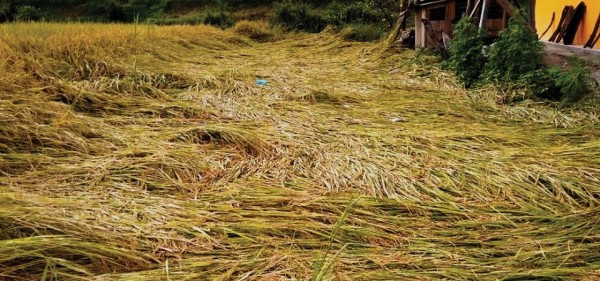 बाढीले पाँच करोडको धान नष्ट