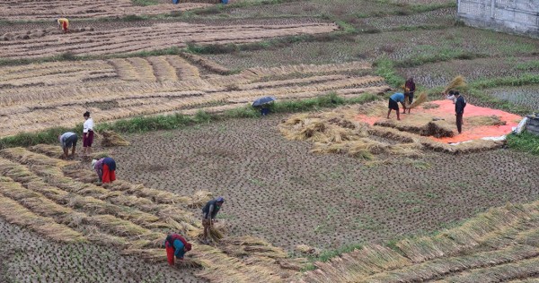 नुवाकोटका किसान बर्सातकैबिचमा धान भित्र्याउन व्यस्त