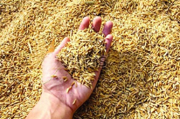 धानको उचित मूल्य नपाउँदा किसान निराश