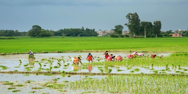 आठ लाख १६ हजार ४ सय ५ हेक्टरमा रोपाइँ सम्पन्न