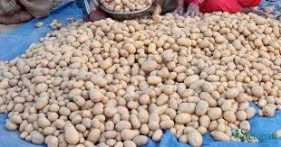 चितवनमा  १० प्रकारका आलुको अध्ययन