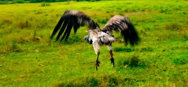 आठ दिनको उपचारपछि पुनर्जीवन पाएको सानो खैरो गिद्ध