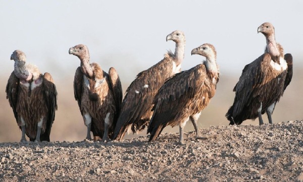 गिद्धको सङ्ख्या बढ्दै, संरक्षणकर्मी उत्साहित