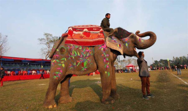 सौराहामा पुस ११ गतेदेखि १३ गतेसम्म हात्ती महोत्सव हुने