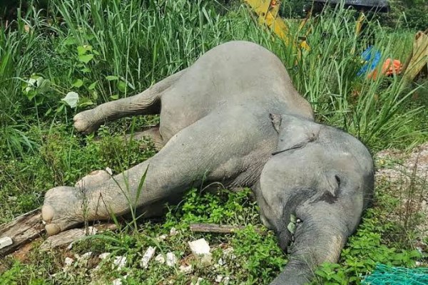 सर्लाहीमा जङ्गली हात्ती मृत फेला