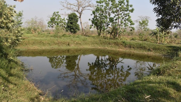 बालीनाली वन्यजन्तुको आहारा बन्न थालेपछि धान लगाउने खेतमा माछापालन