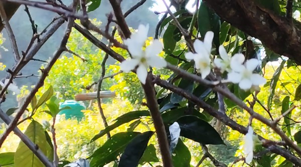 असोजमै फुल्यो ‘पलम’