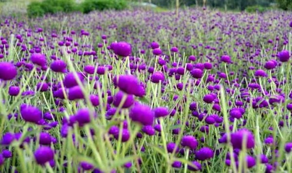 समुद्रपारि दाजुभाइ, आँगनभरि ढकमक मखमली