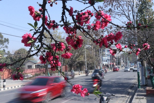 खोला किनारमा फुलेका फूलले बढायो काठमाडौँको सौन्दर्य