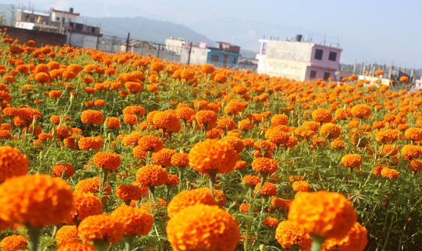 फूल बिक्री गरेरै मासिक दुई लाख आम्दानी