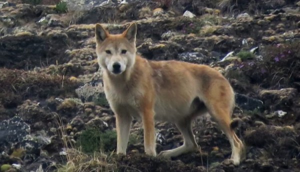 अफगानिस्तानमा ब्वाँसोको आक्रमणबाट सात जना घाइते