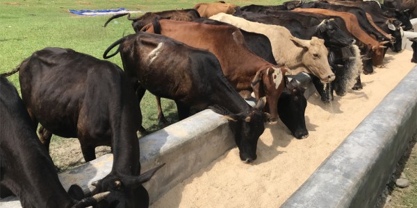 दाताको सहयोगमा गौ संरक्षण केन्द्र सञ्चालन