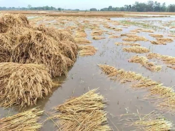 वर्षाले गहुँबालीमा क्षति हुँदा किसान चिन्तित