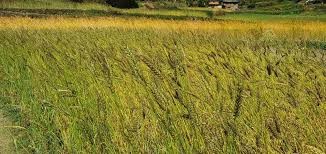 गहुँको मूल्यमा गिरावट ,समर्थन मूल्य तोक्न किसानको आग्रह