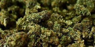 दुई सय १३ किलोग्राम गाँजा बरामद