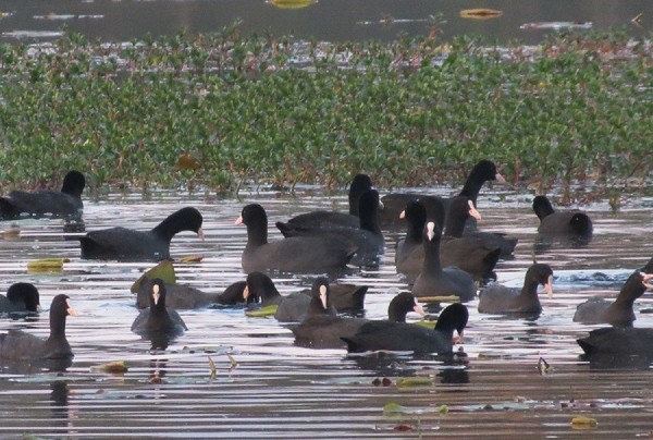 घोडाघोडीमा हाँसको सङ्ख्या बढ्यो, जलपन्छीको घट्यो