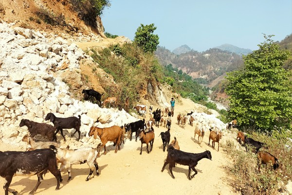 कर्णाली प्रदेशबाट चार अर्बभन्दा बढीको कृषि तथा पशुजन्य उपज निकासी