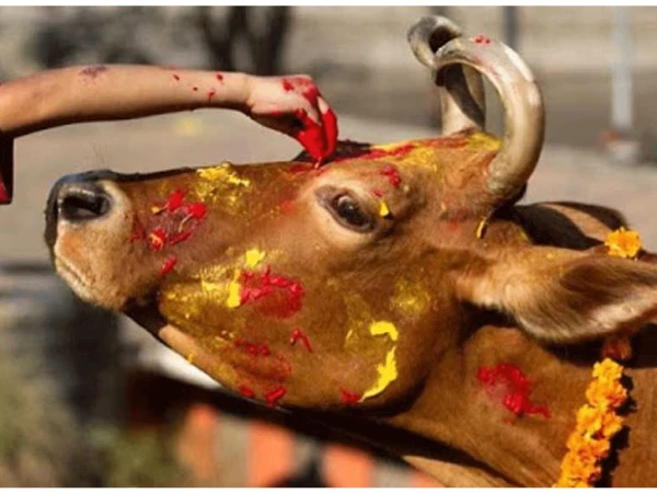 तिहारको चौथो दिन आज :  गोरु, गोवर्द्धन र हली पूजा