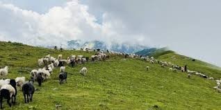 म्याग्दीका पशुगोठ ‘बुकी’बाट बेँसी झर्न थाले
