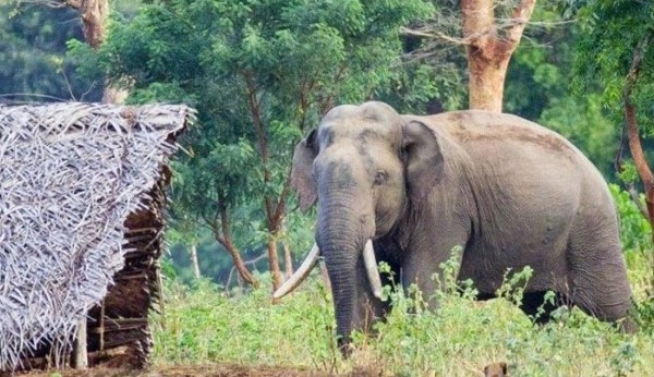 हात्ती सफारी व्यवस्थित गर्न माहुतेलाई प्रशिक्षण
