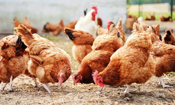 पशुपक्षीमा जथाभावी ‘एन्टिबायोटिक’ प्रयोग नगर्न आग्रह