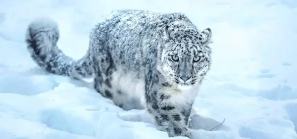 मुस्ताङमा दुर्लभ हिउँचितुवाको संख्या पत्ता लगाउन क्यामरा जडान