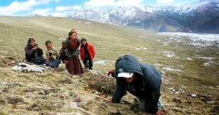 जेठ १० गते यार्सागुम्बा सङ्कलन गर्न पाइने