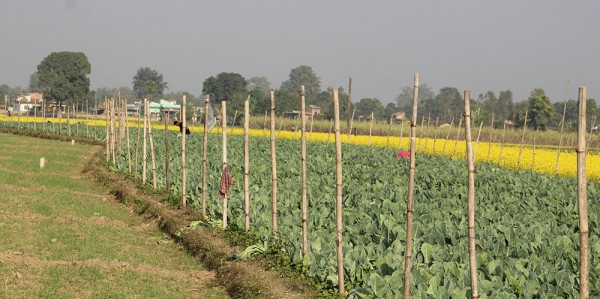 सामूहिक खेती पद्धतिलाई प्रोत्साहन गर्दै हेटौँडा उपमहानगर