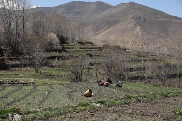 मुस्ताङमा बहुमूल्य हिमाली जडीबुटी तोराको संरक्षण र खेती विस्तार