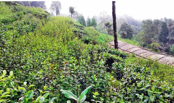 पैँतीस हेक्टर क्षेत्रफलमा जडीबुटीखेती विस्तार