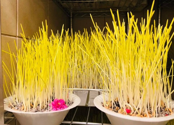 किन दसैँमा जमरा राख्दैनन् बागलुङको सीमान्तकृत समुदाय ?